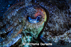 Cuttlefish eye by Vittorio Durante 